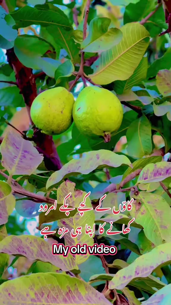 @faizbhatti1120