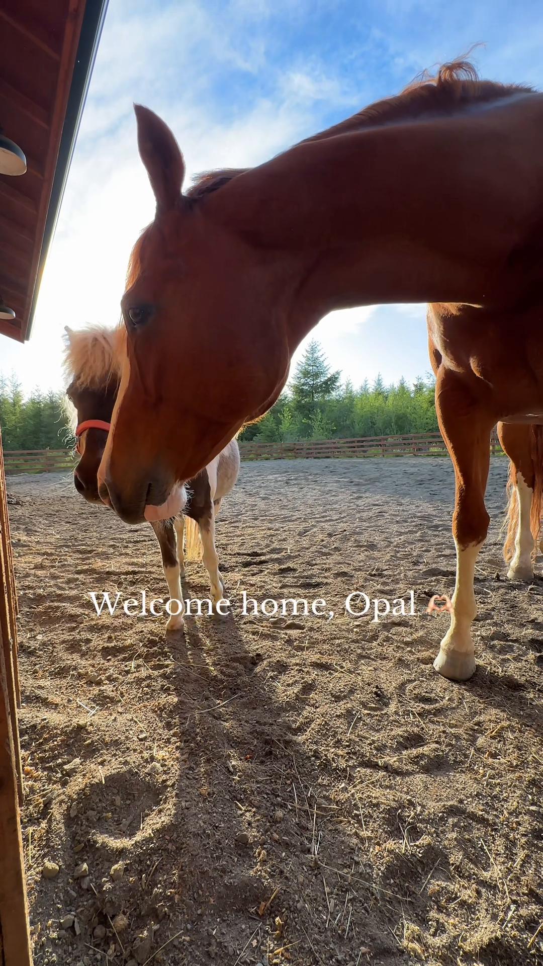 @Cait | Red Mare Owner