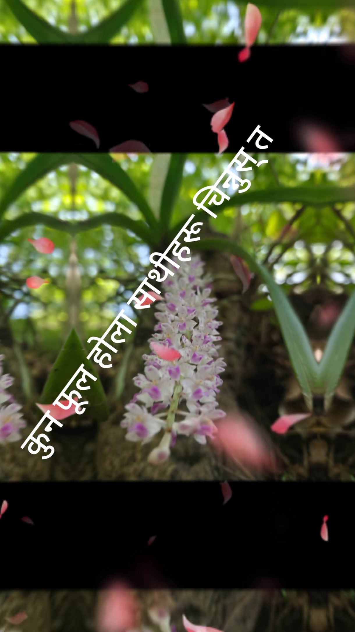 @Hari Gotame706🤘para para