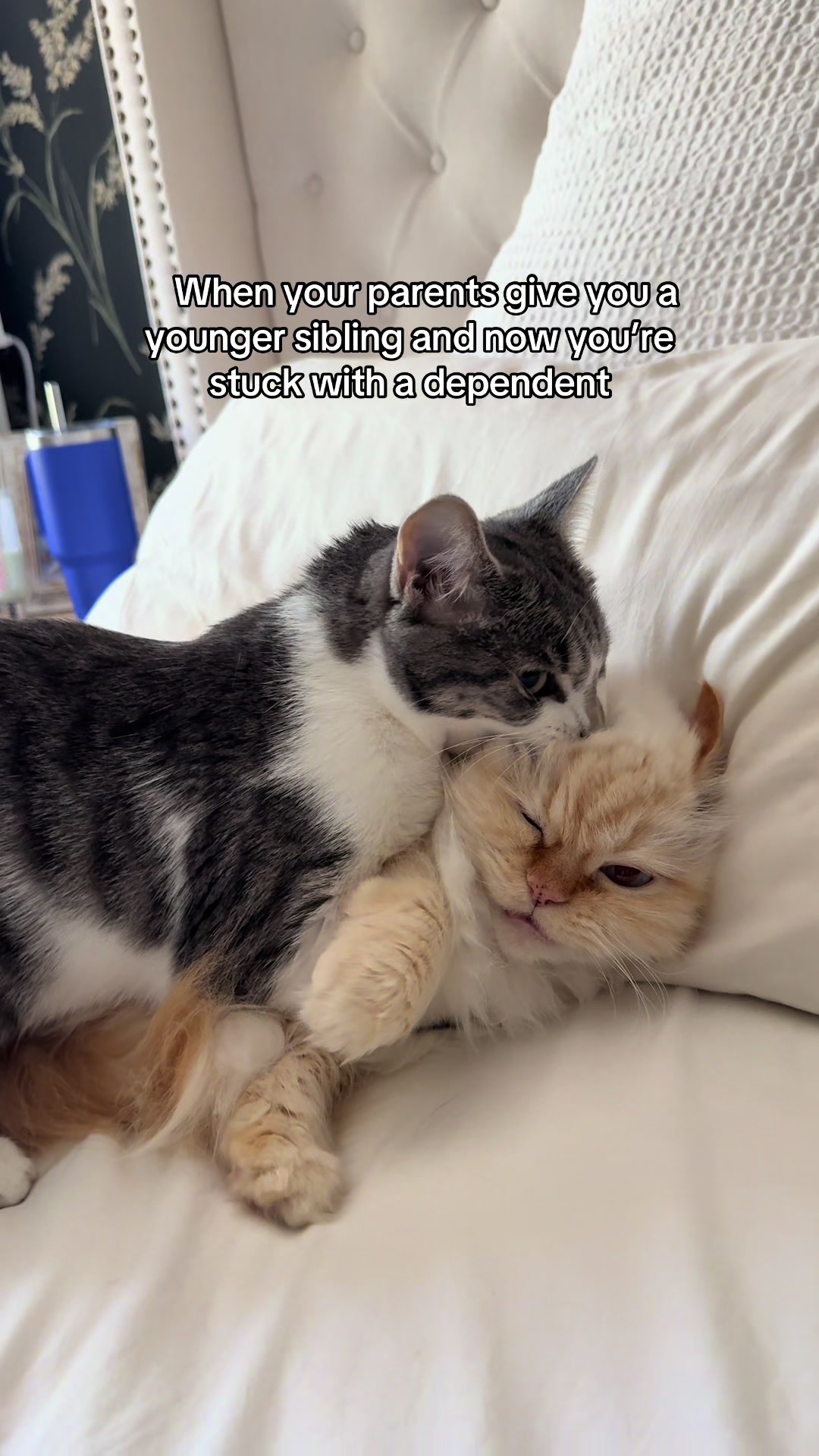 @Krista & Cats: BamBam & Bonnie