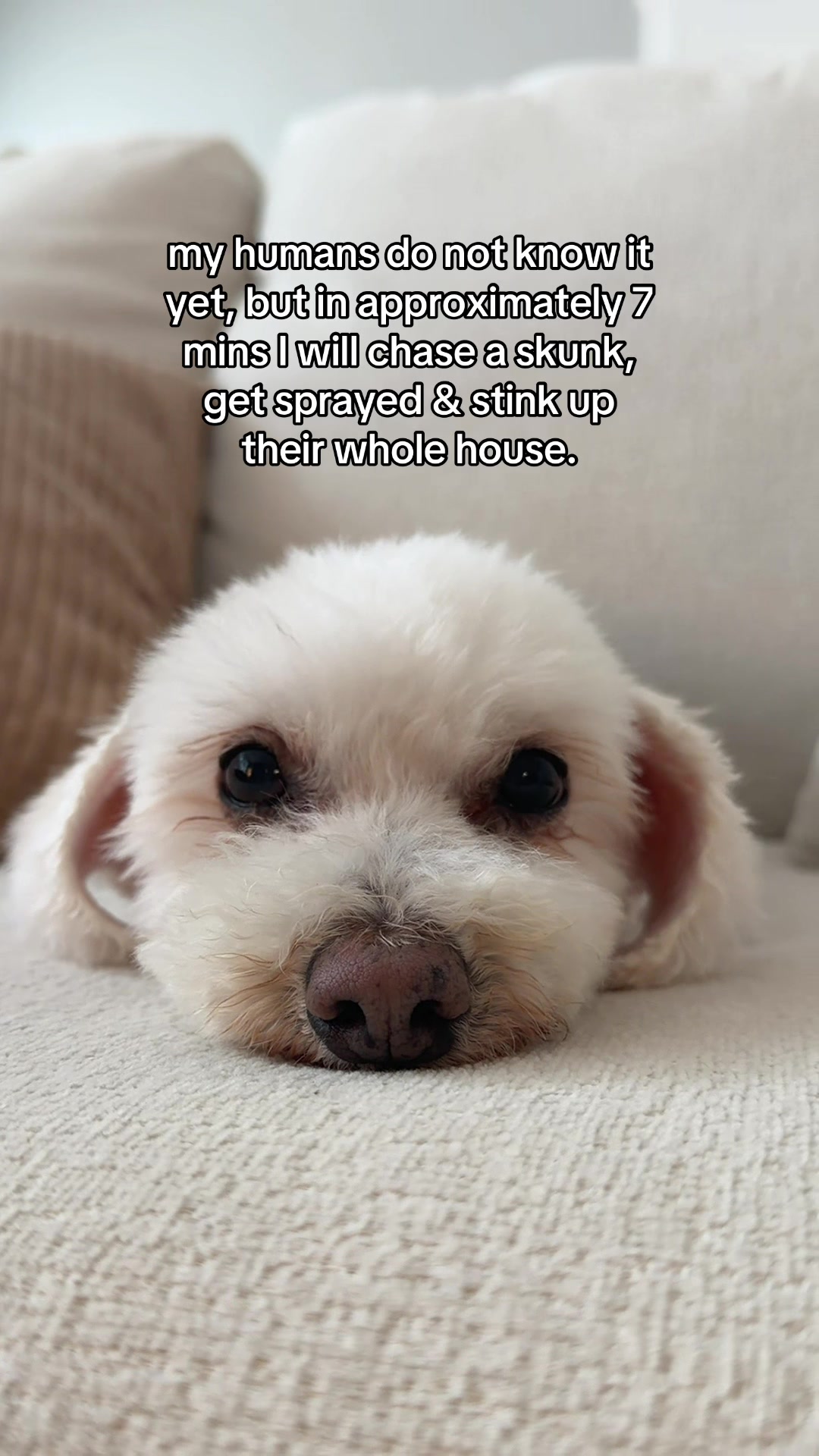 @Spicy The Dog