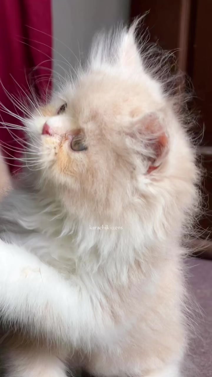 @karachikittens