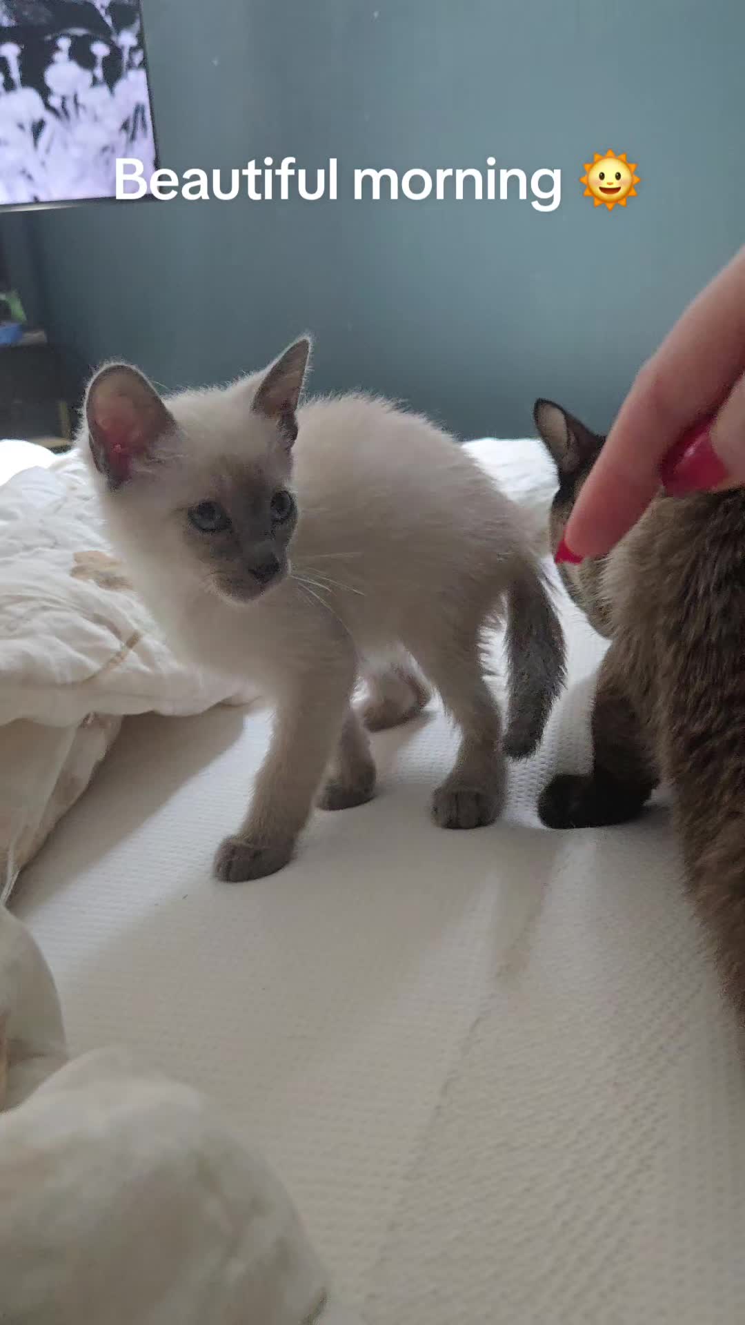 @Brittany's Beauties Kittens