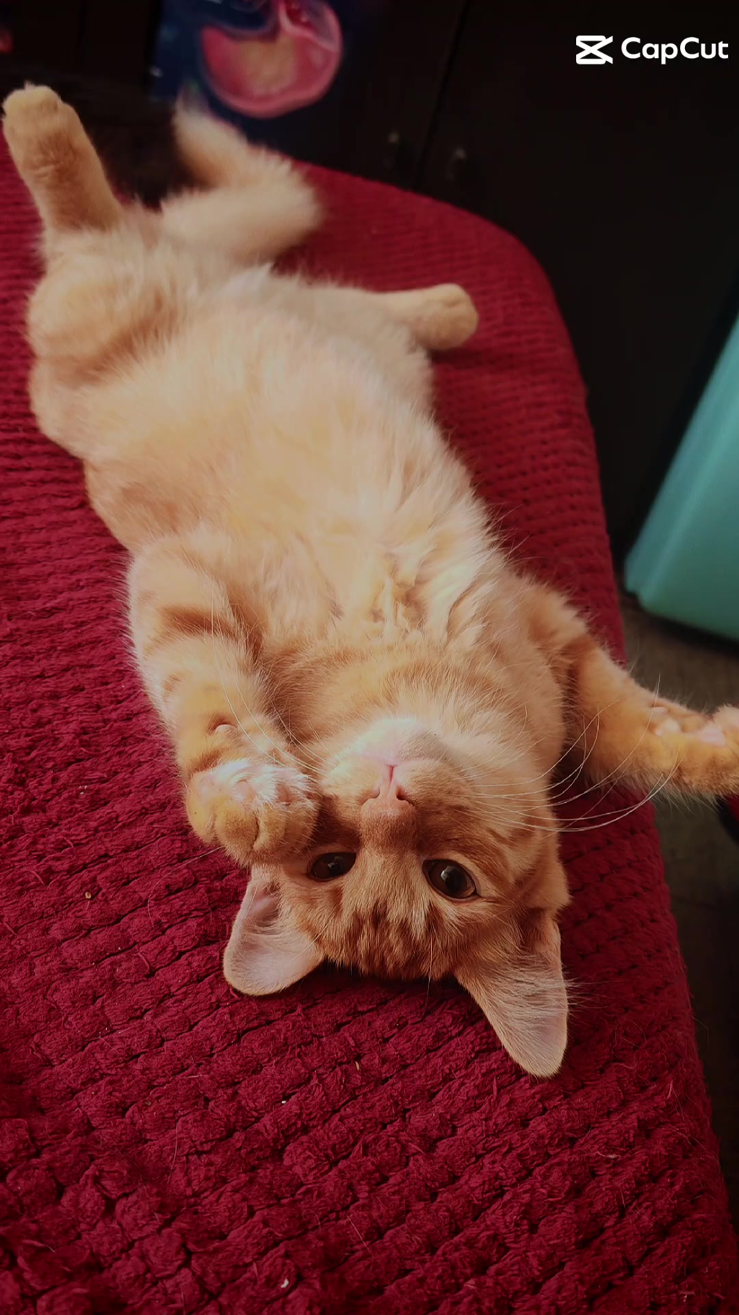 @LeztI 😻😺😽💕