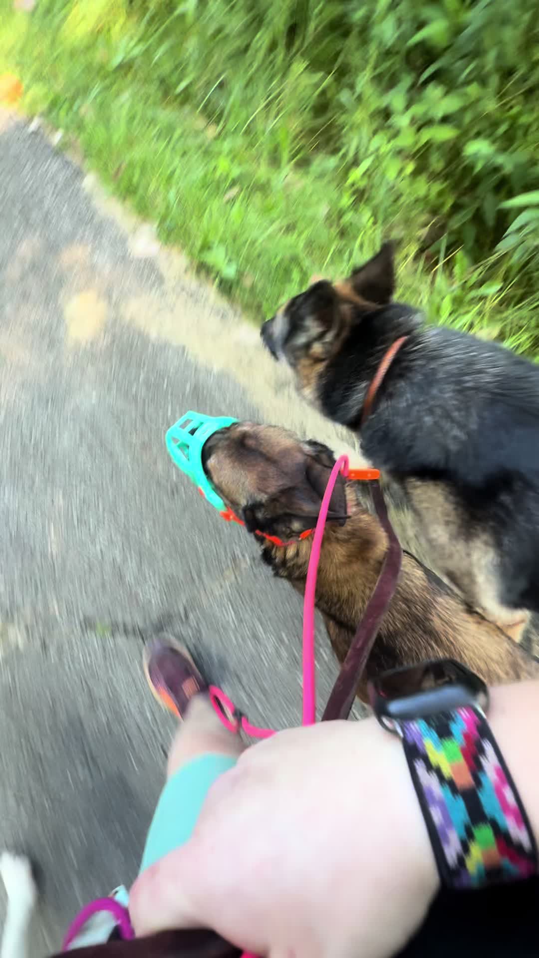 @the_crazy_k9_crew