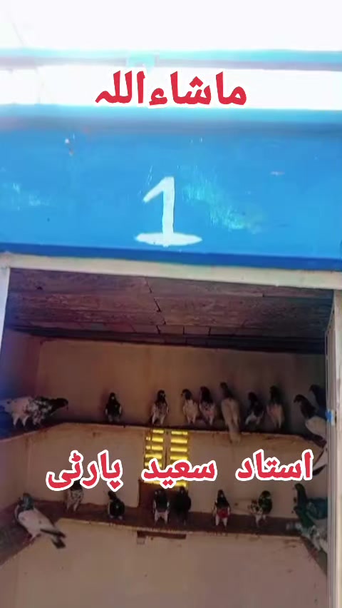 @Malik Arslan 🇵🇰🇸🇦