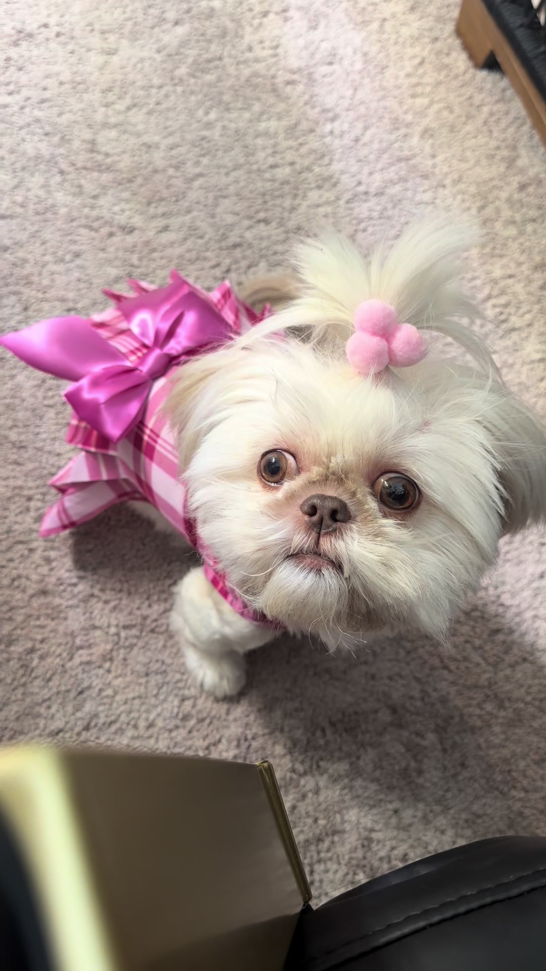 @nitaandcookiesha