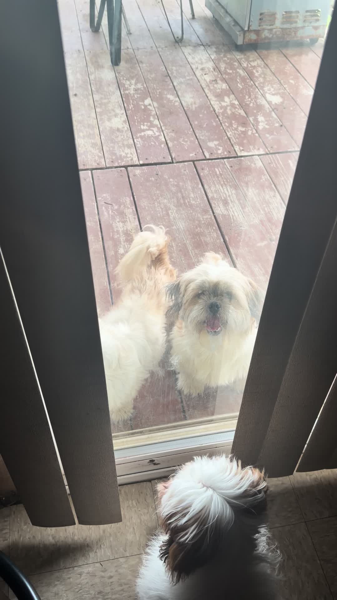 @Crisp&iacute;n_y_mia_shihtzu_puppies.