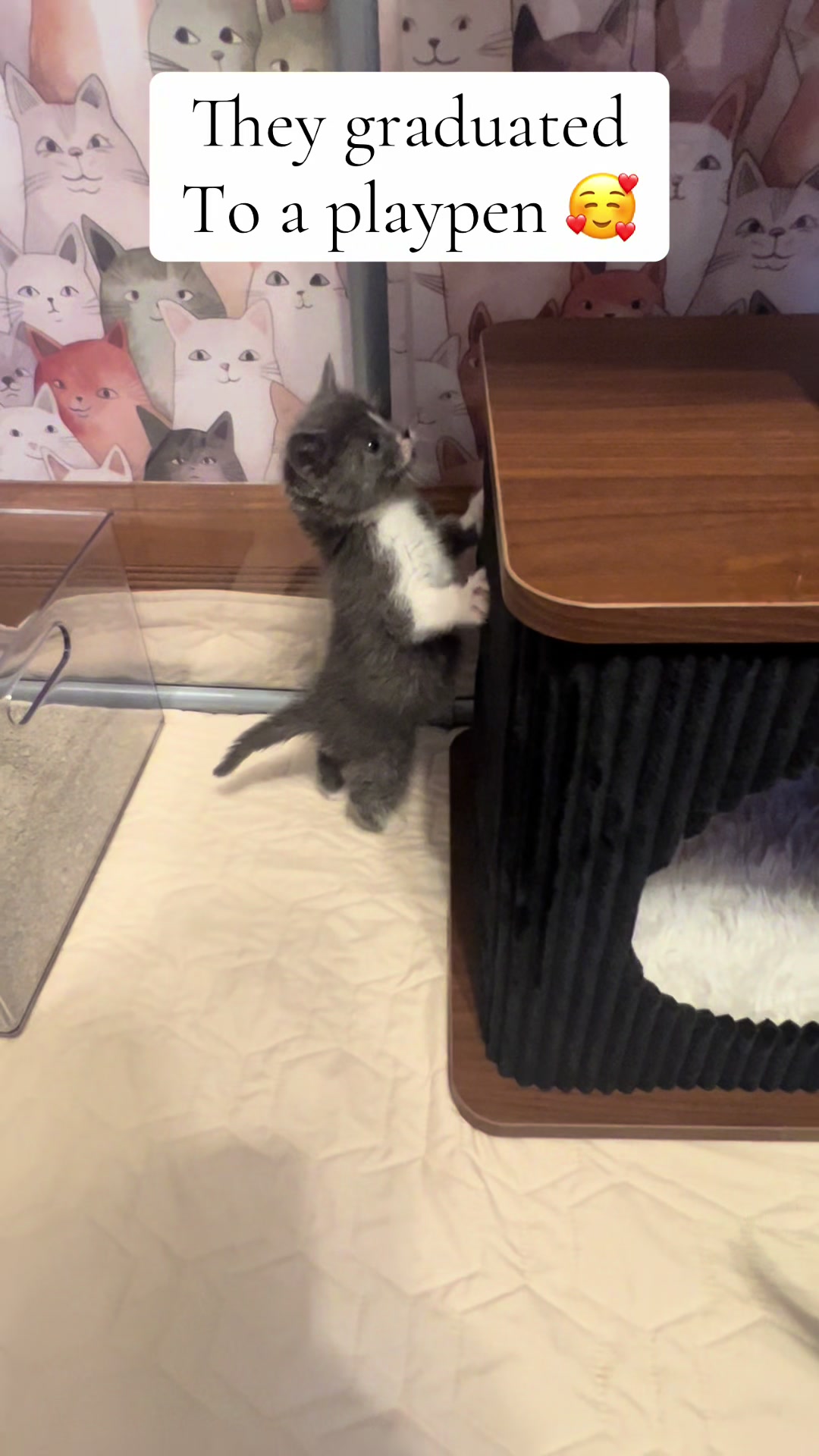 @Kitten.mama