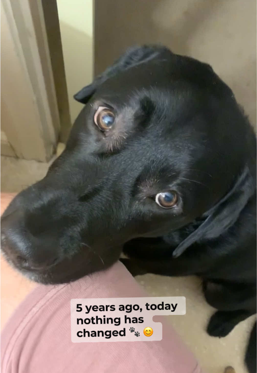 @rubenblacklab