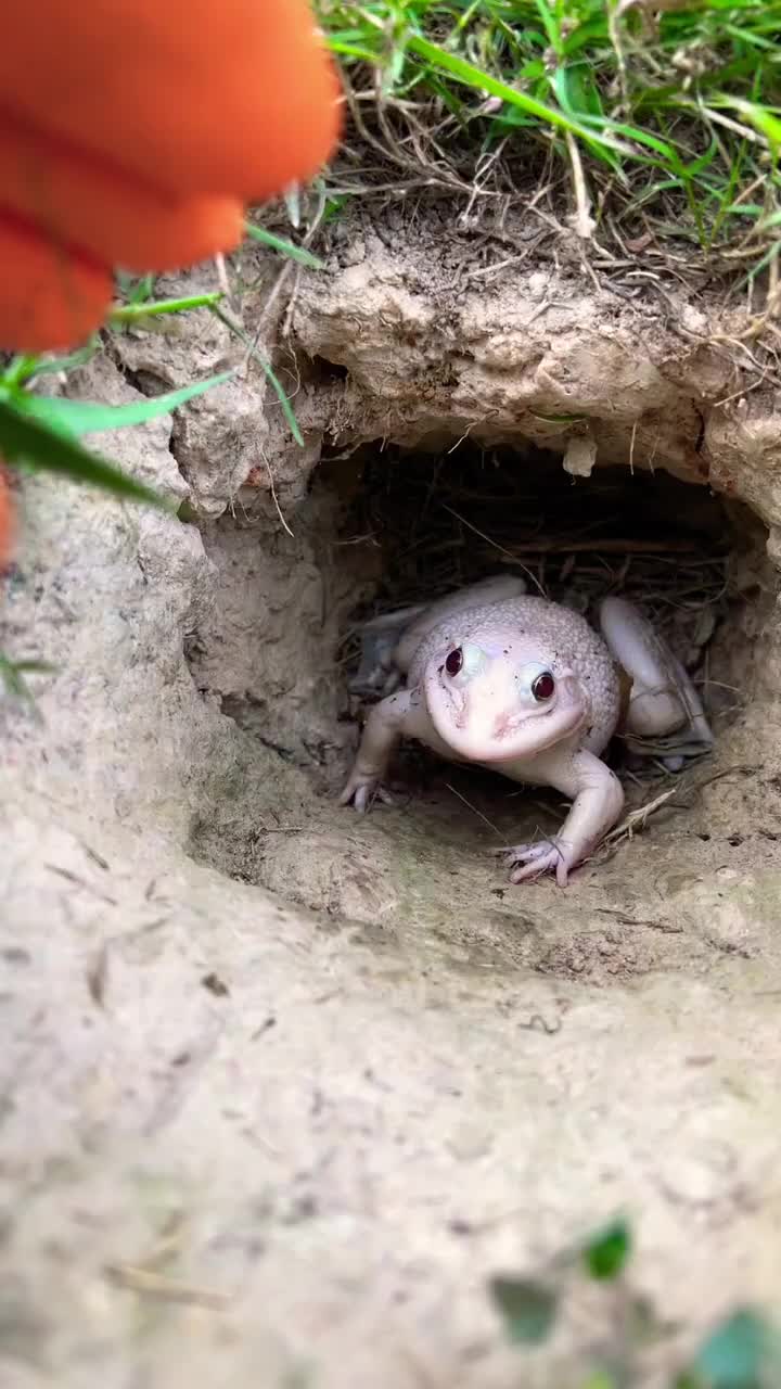 @frog official