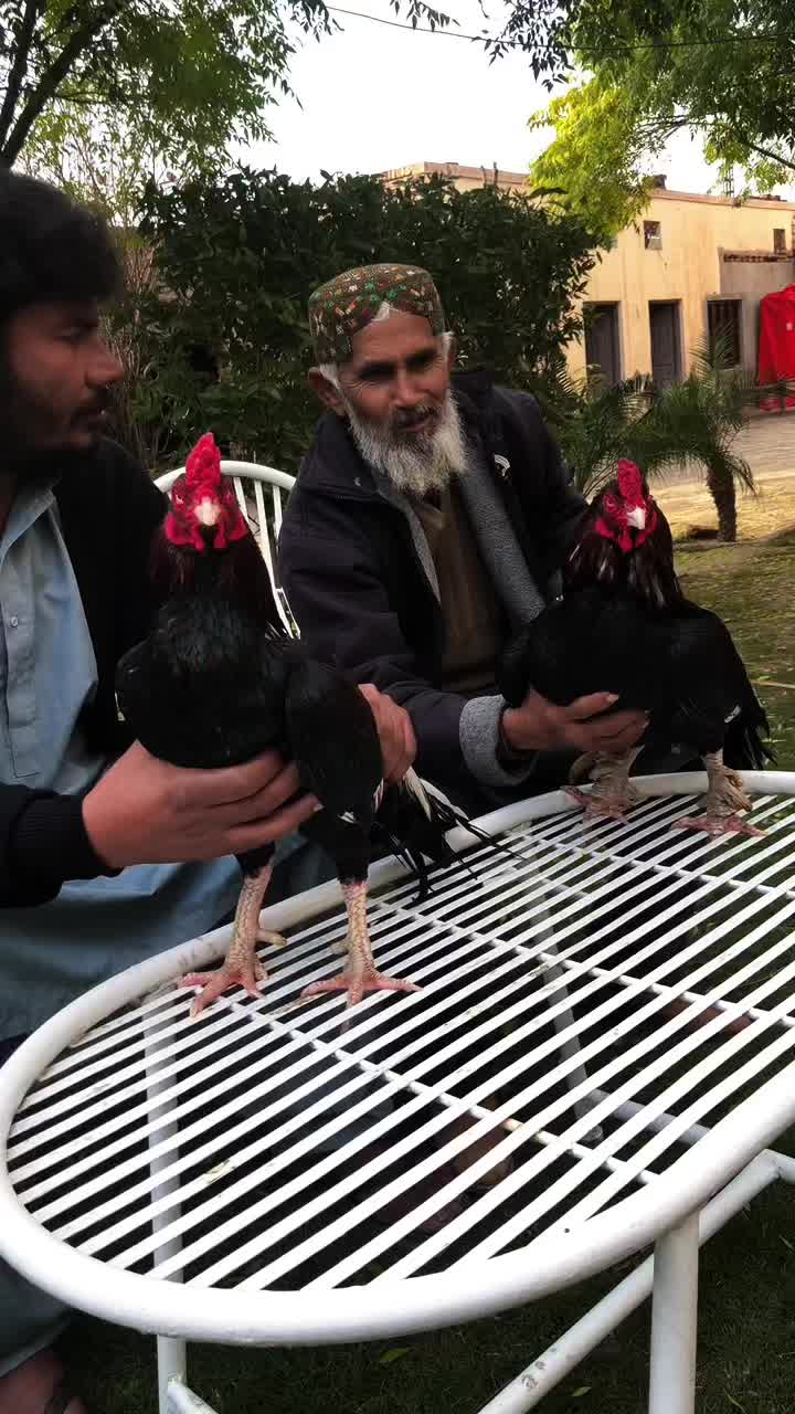 @Gillani Aseel Club