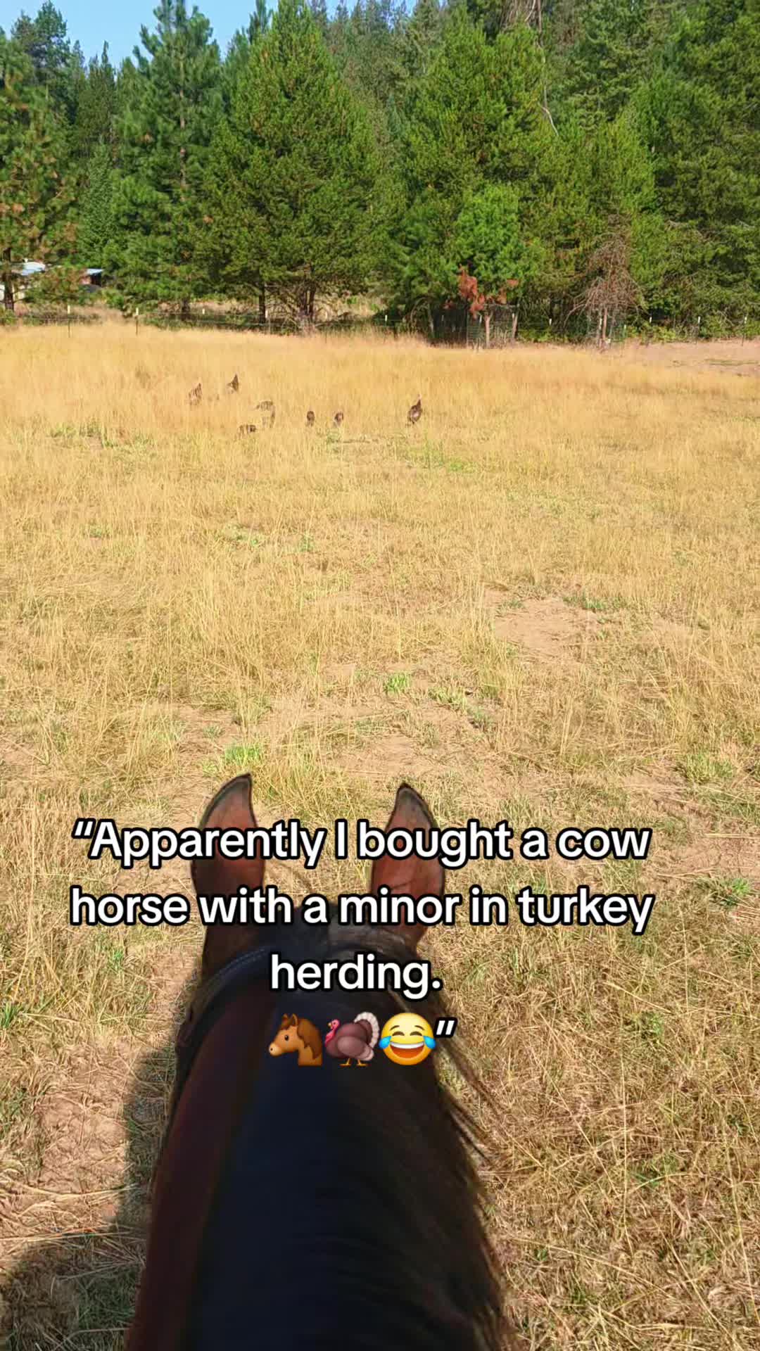 @🐴 ColdMountainRanch 🏇