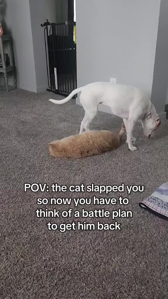 @Sproutie 🐶