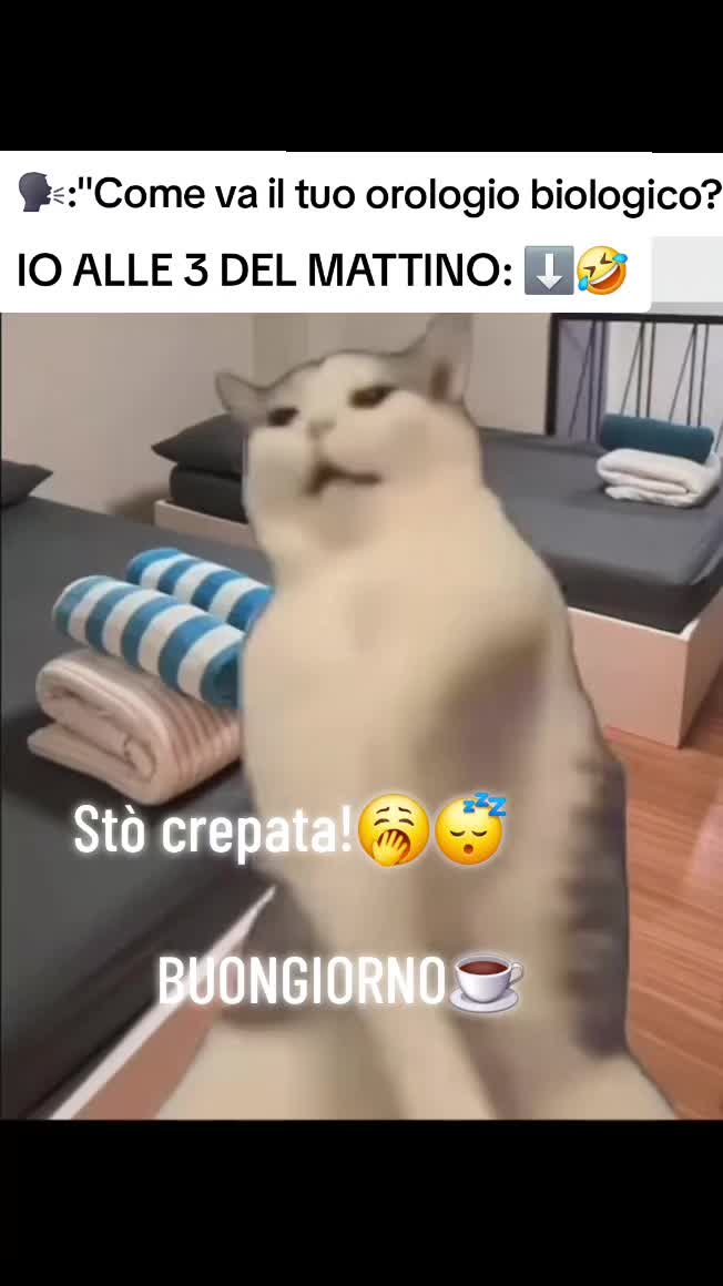 @🐰ℕ𝕖𝕞𝕖𝕤𝕚⚔️𝕕𝕚 𝕍𝕚𝕣𝕘𝕠