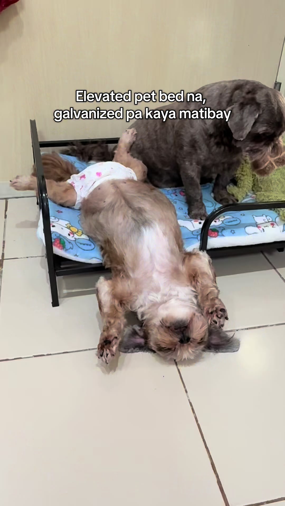 @Nella and Lucky the Shih🐶