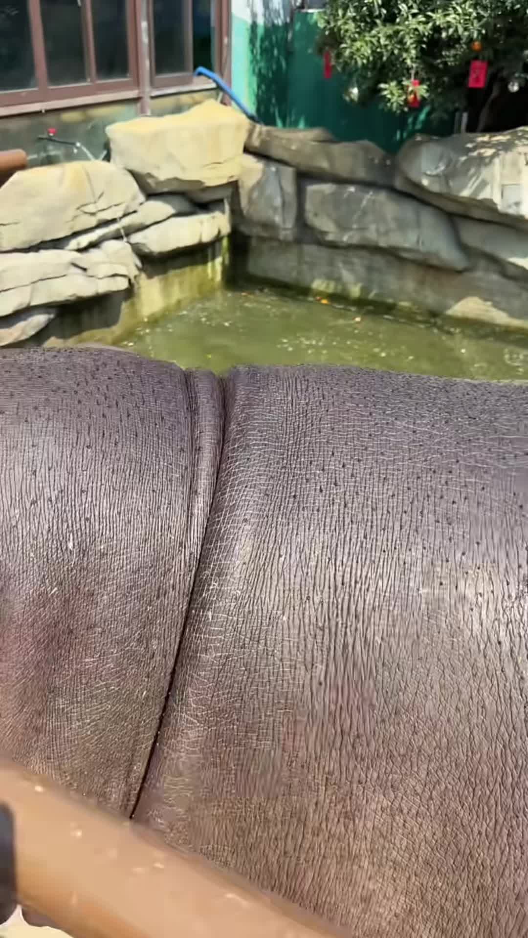 @Hippo