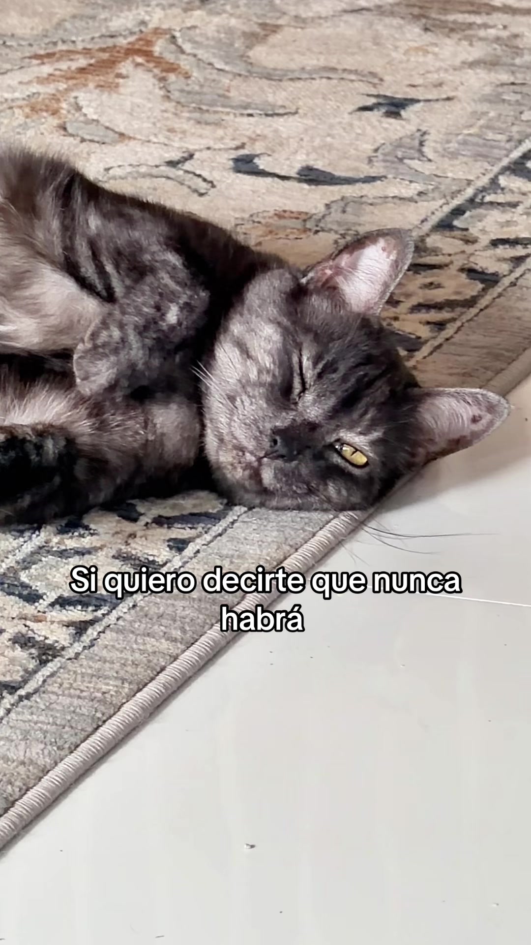 @❤️🐕🦺🐩🦮🐈⬛❤️Pet lover 🥰