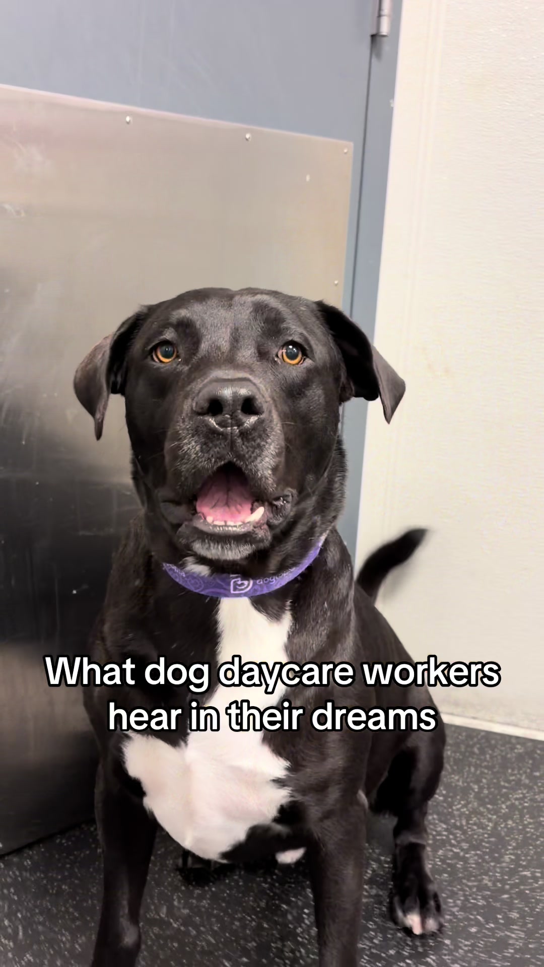 @Dogtopia South Ann Arbor