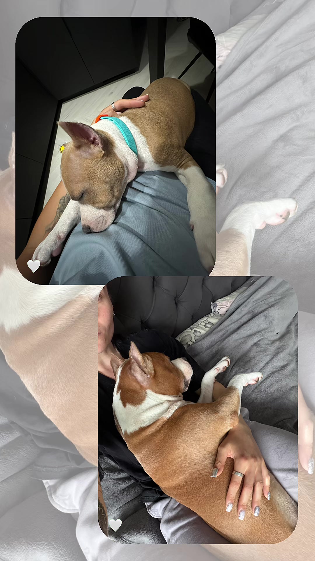 @🐾 ʀᴀɢɴᴀʀ sᴛᴀꜰꜰ 🐾