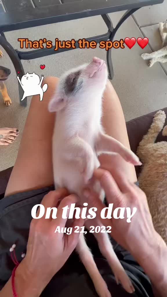 @Pig Luv Co