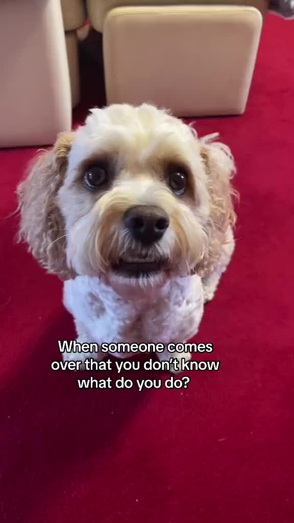 @My Cavachon