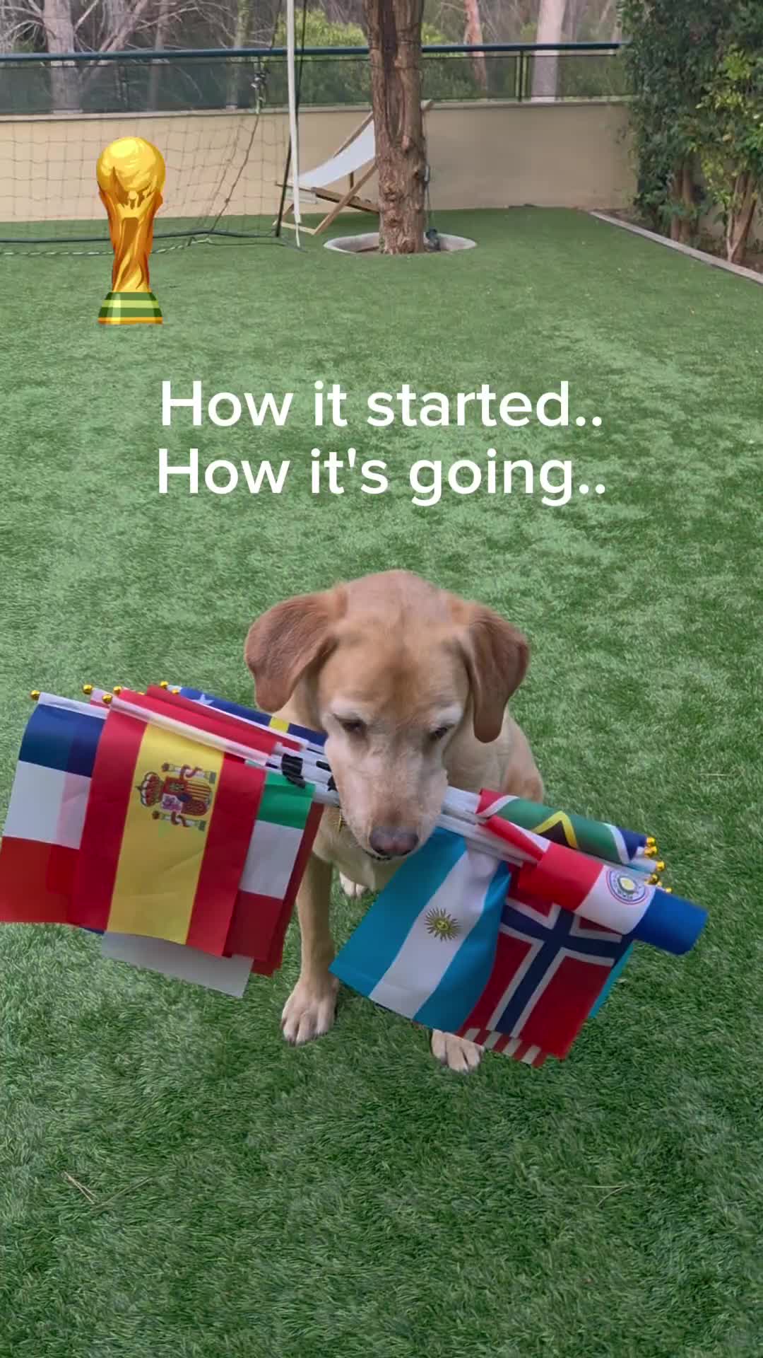 @MessiPaws