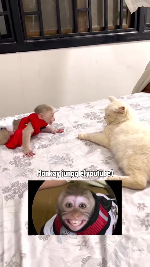 @Monkay Baby
