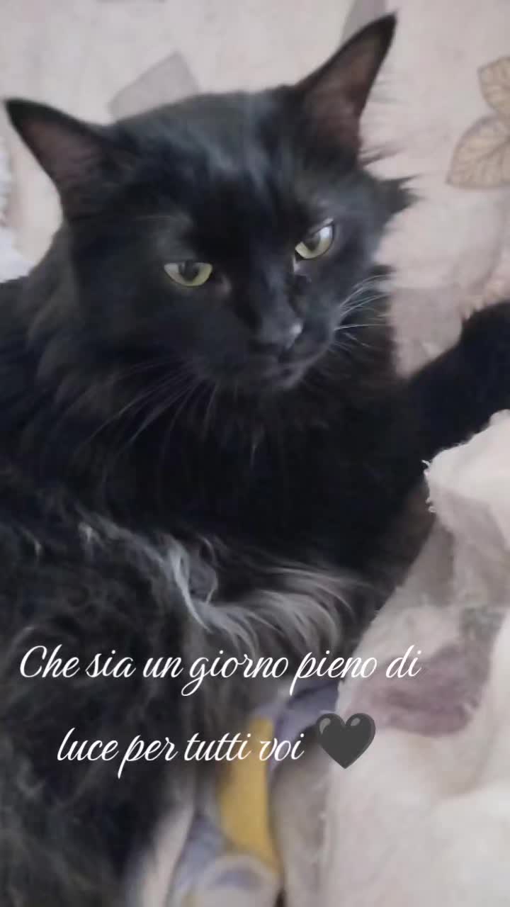@medearusso