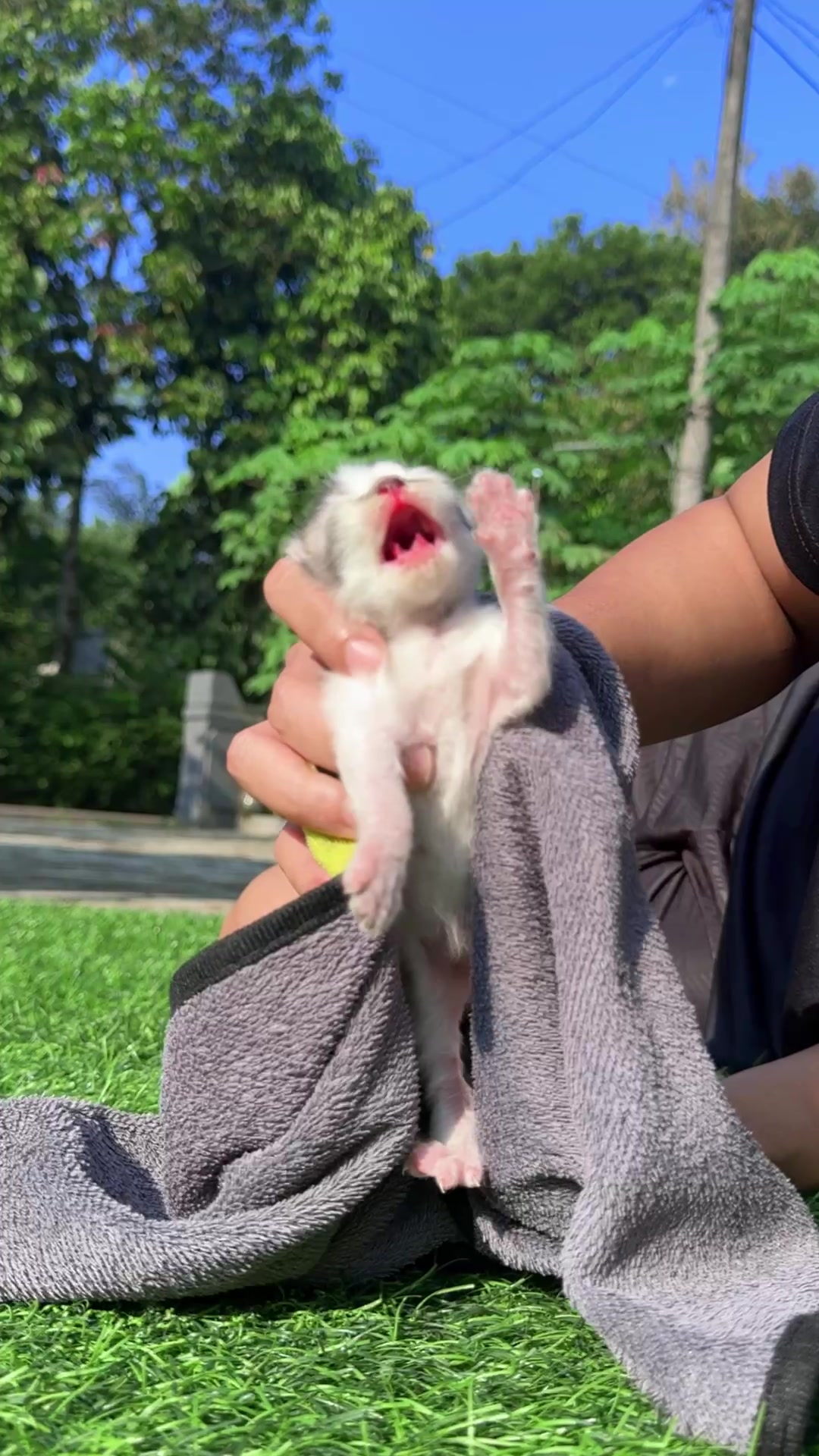 @Republic Of Cat