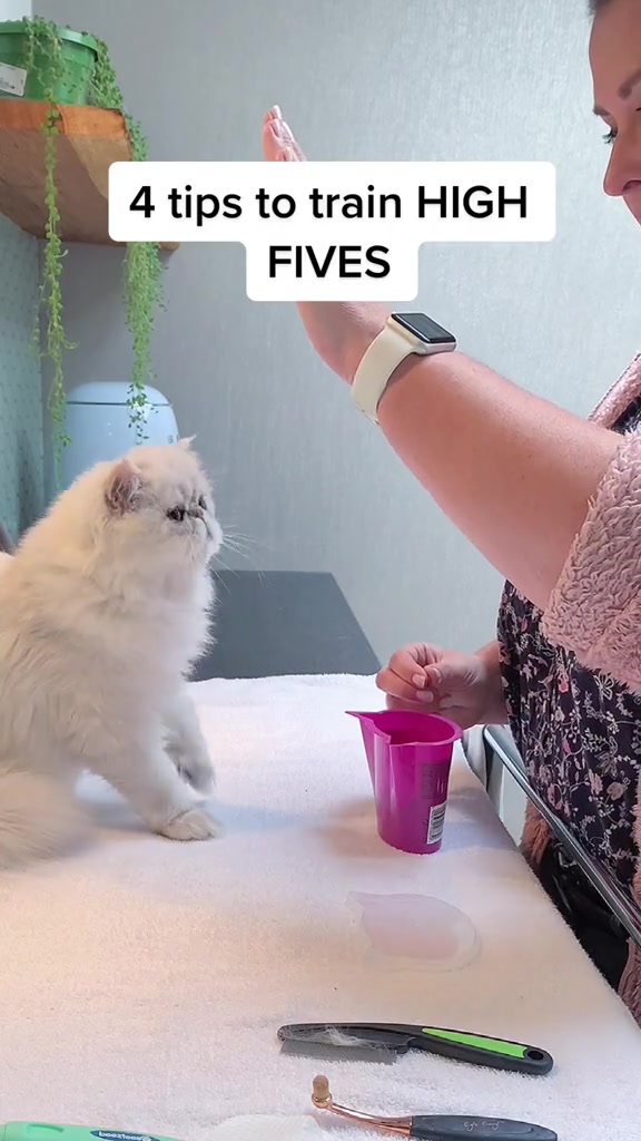@Dutchkittycat