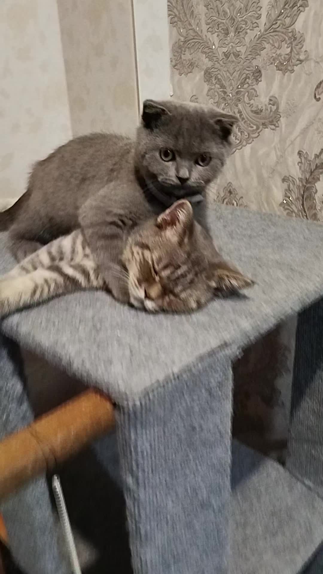 @😻Риччи&Джесси🐈Масик👼&Андрей