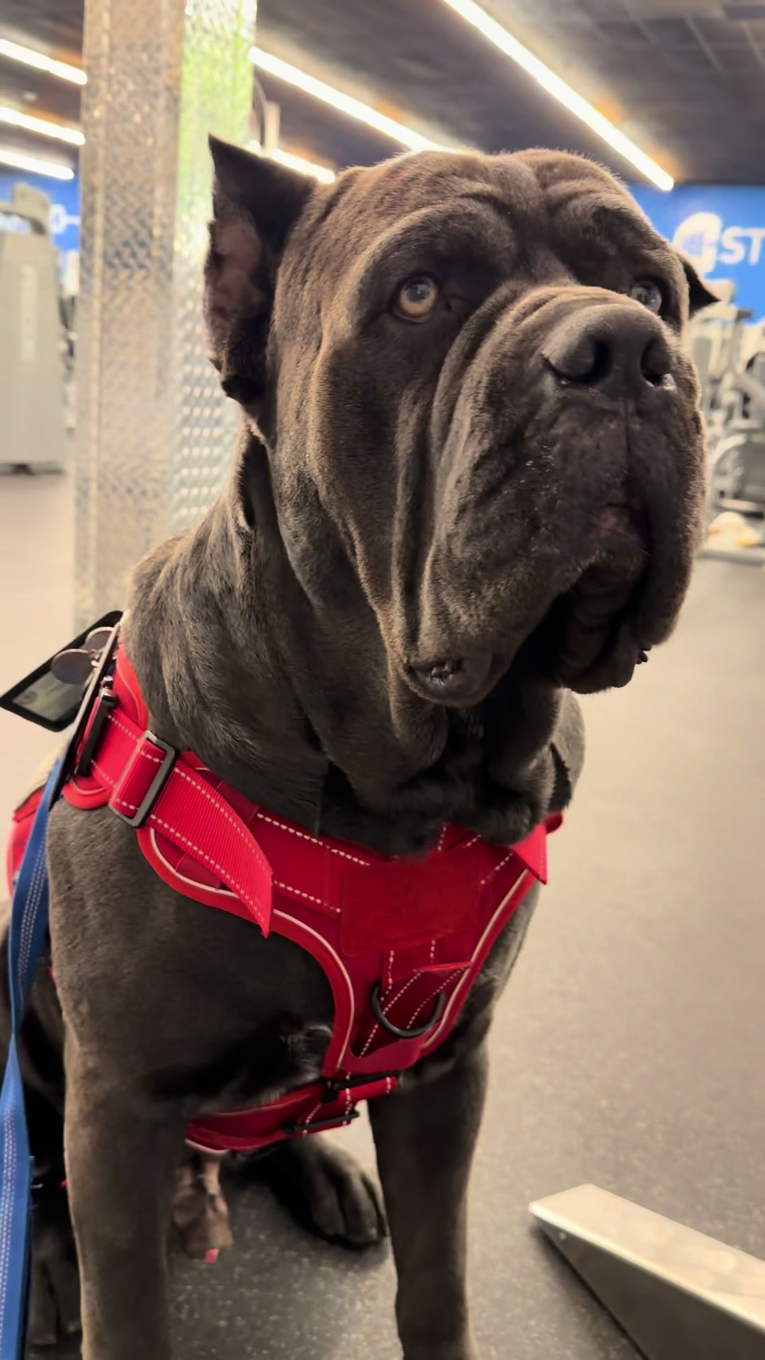 @Guardian Breed Academy