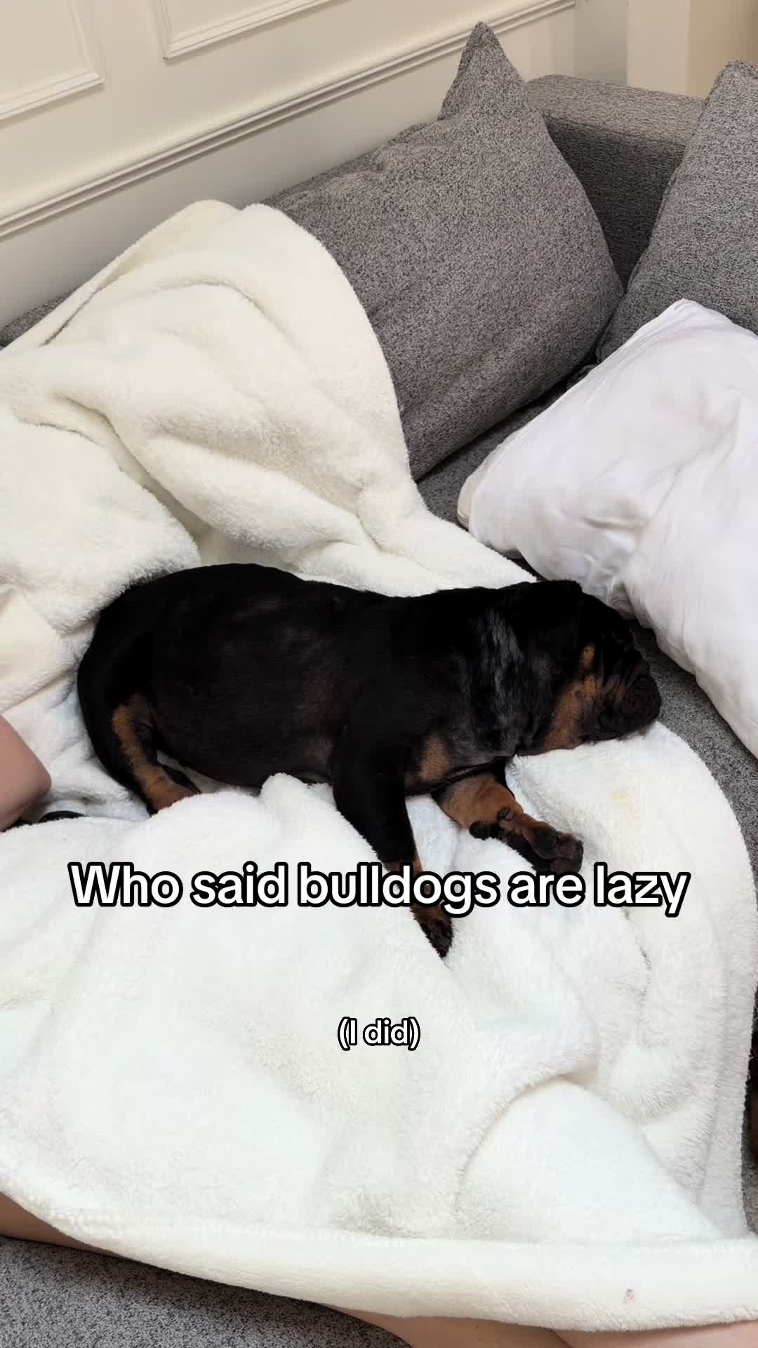 @Poptart The Bulldog