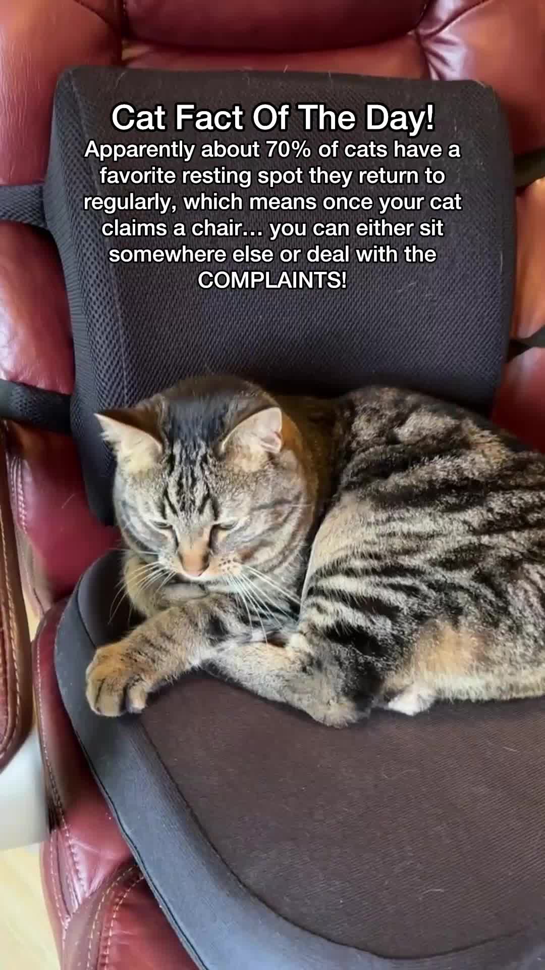 @Chip The Manx