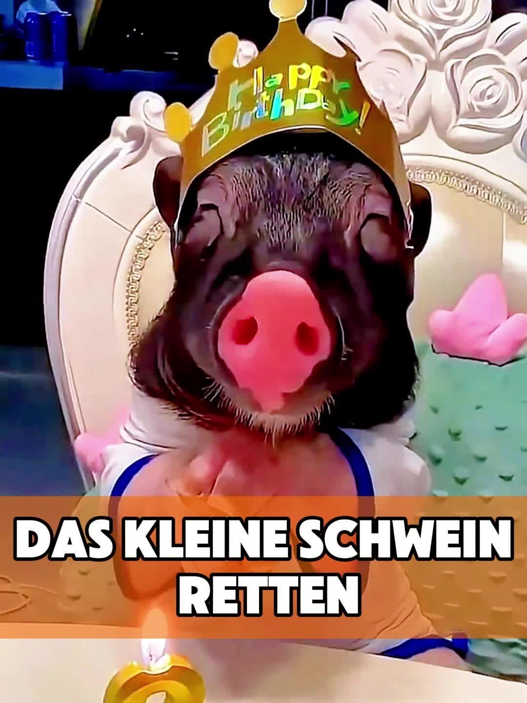 @toto_tier