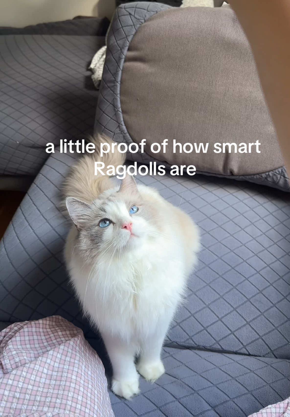 @Sirius Ragdoll