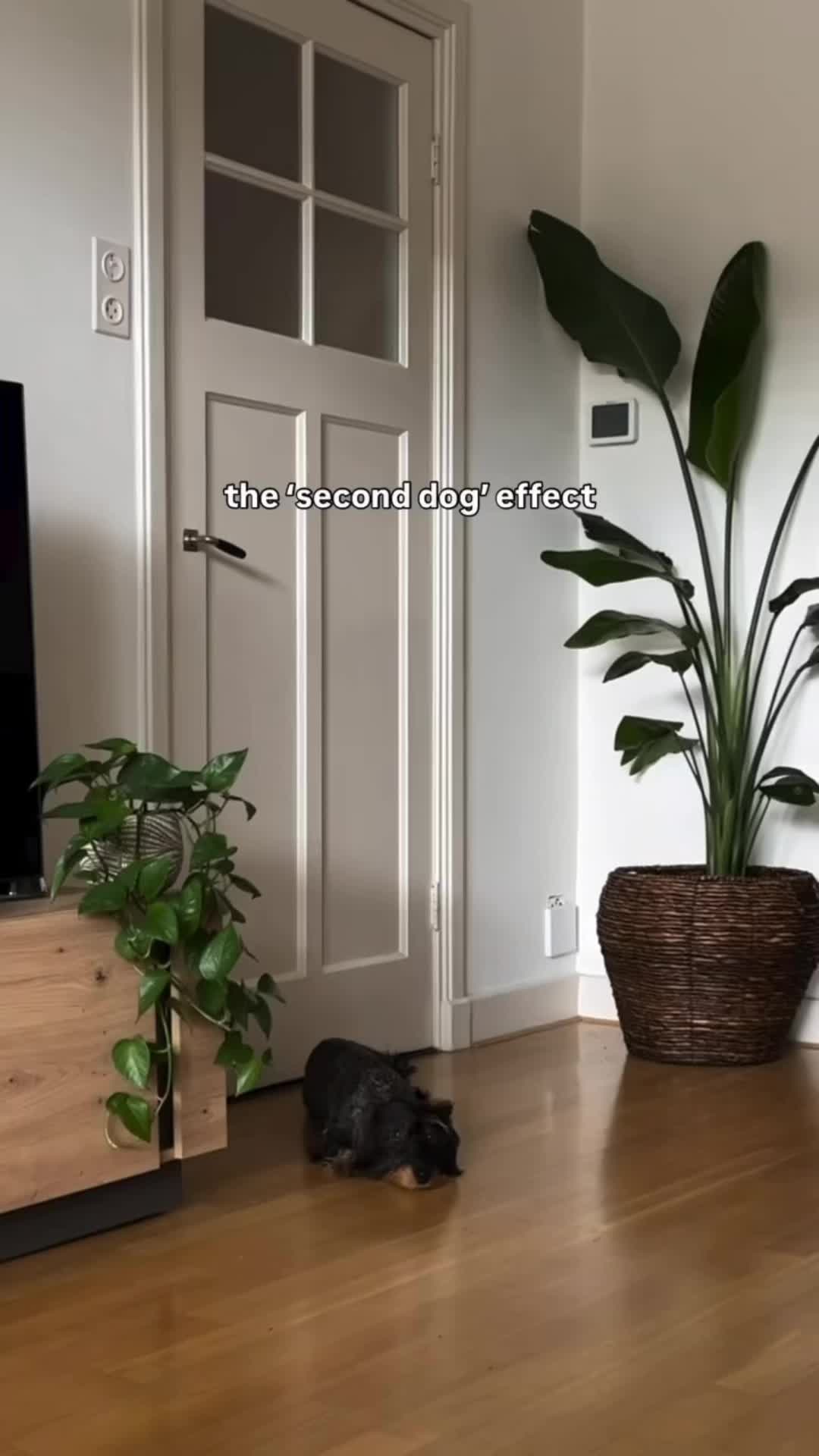 @lifeoflunabowie