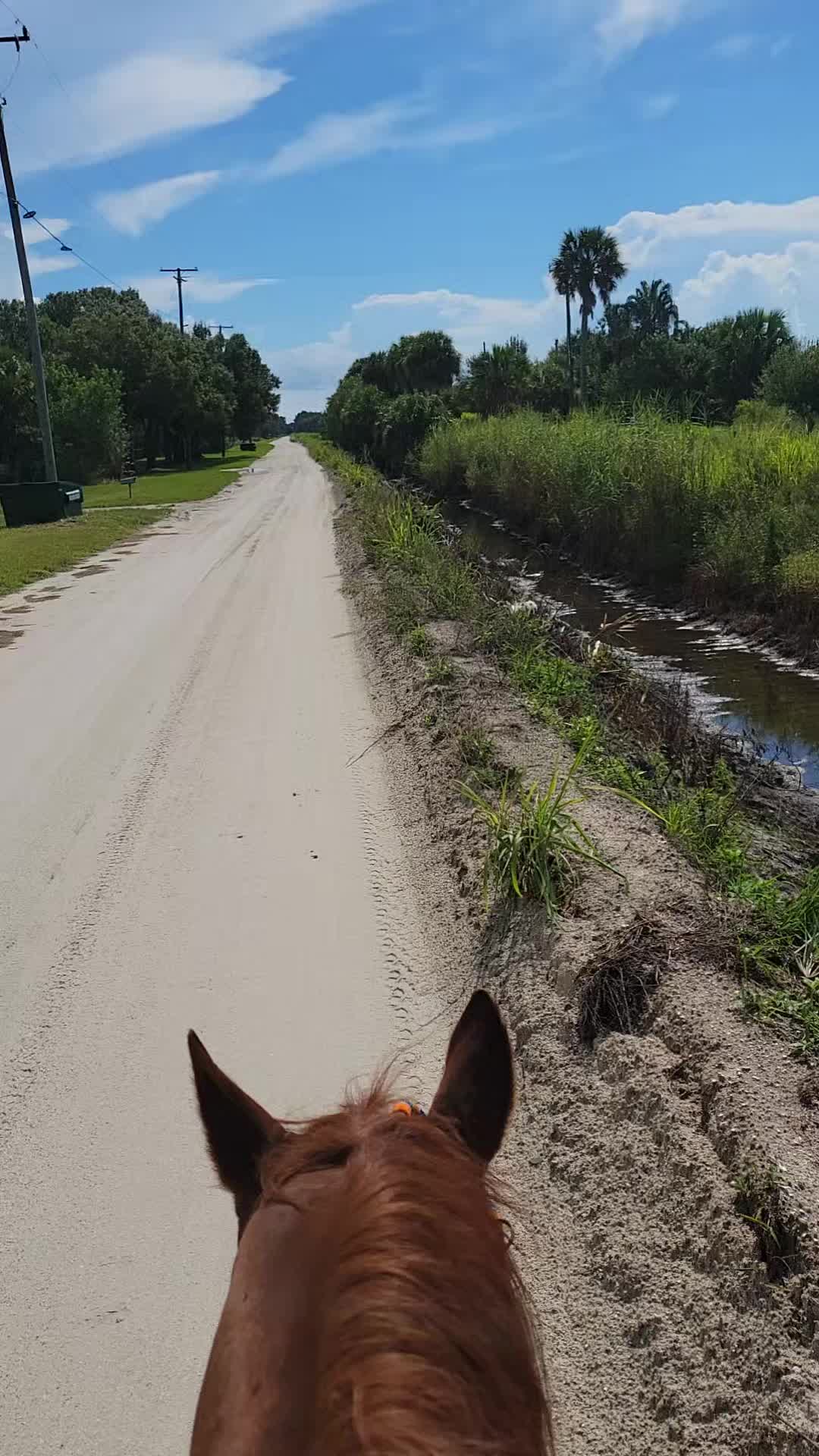 @Flhorselife772