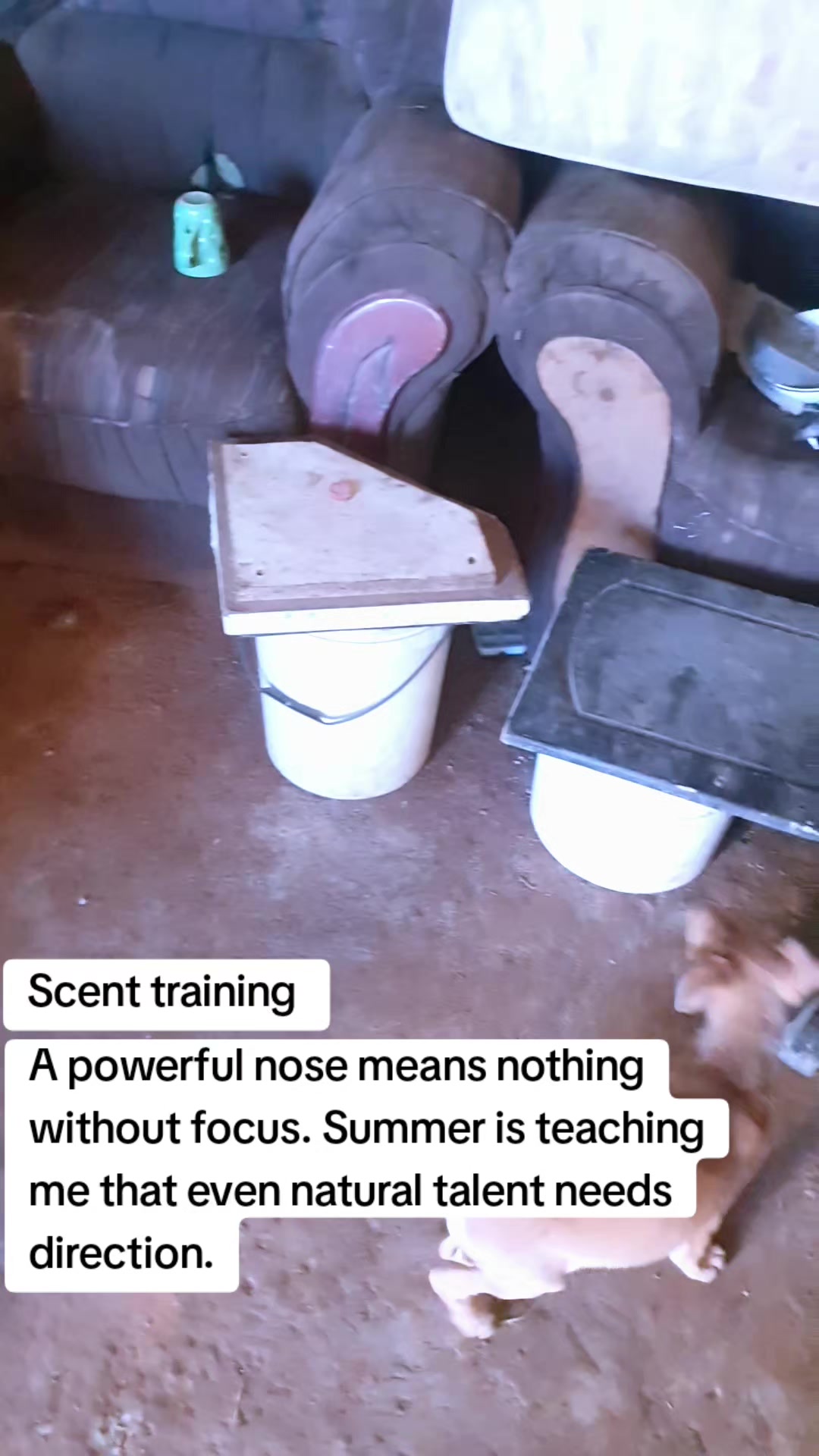 @LifeWithSummerAndShepherd
