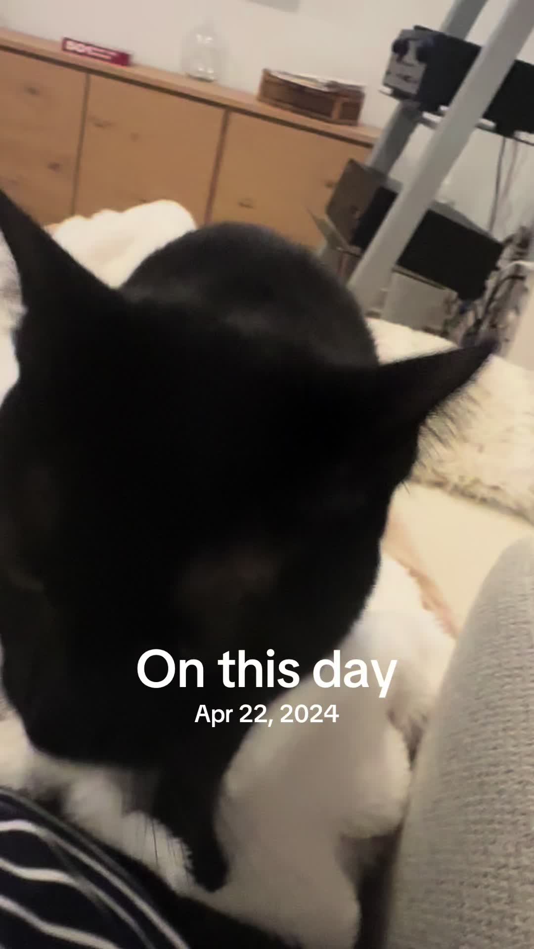 @Oscar&ensp;Jeremy&ensp;the&ensp;cat!