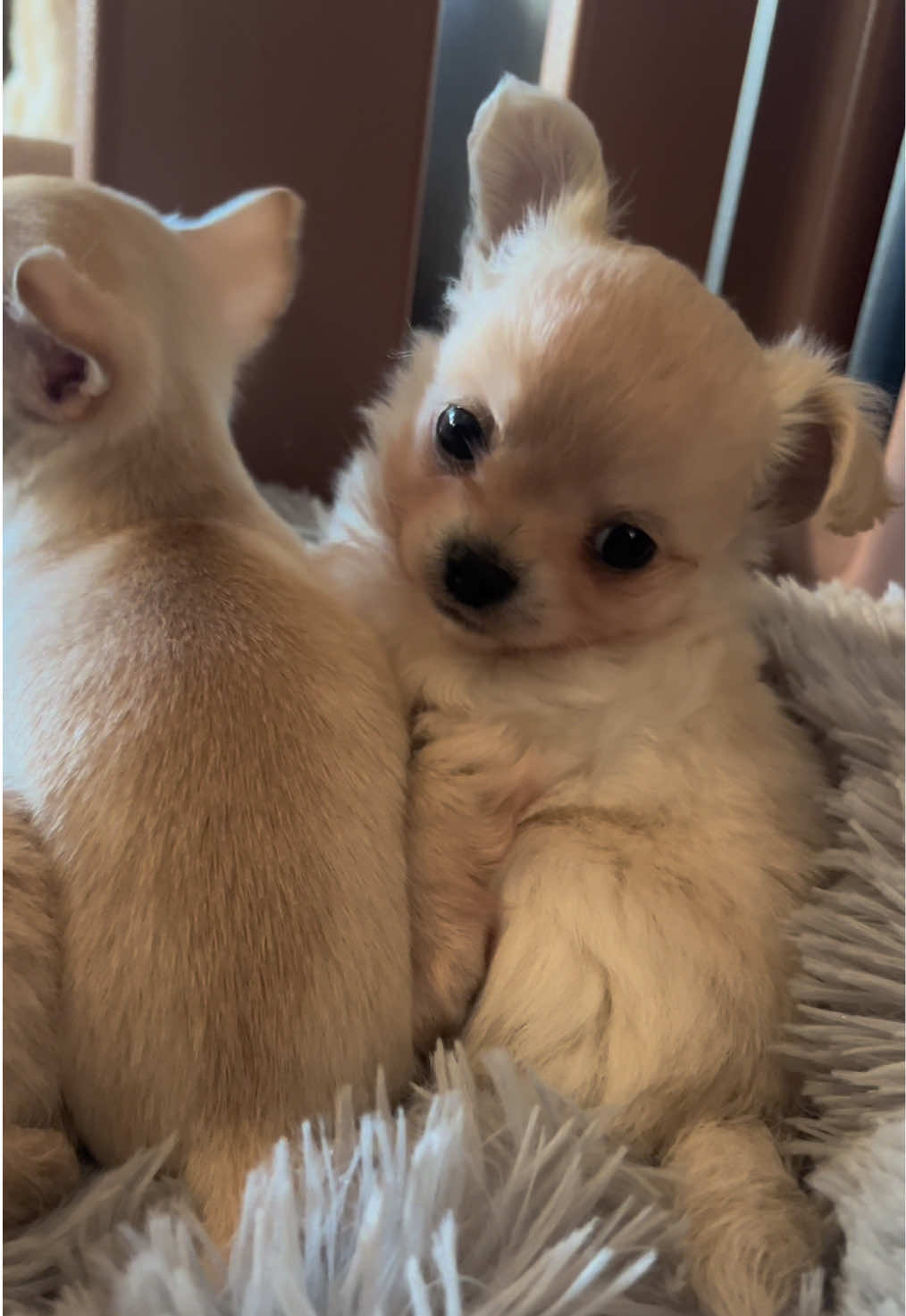 @Danielle |(chihuahua)mama 🐕🩵