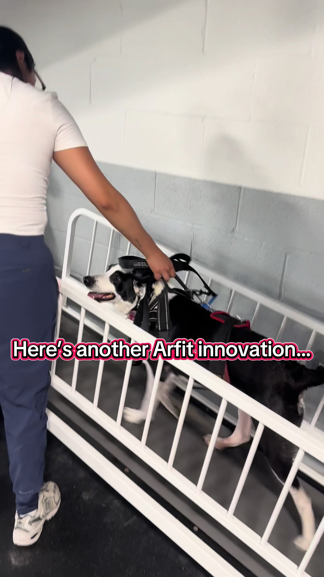 @ArfitDogRehabFitness