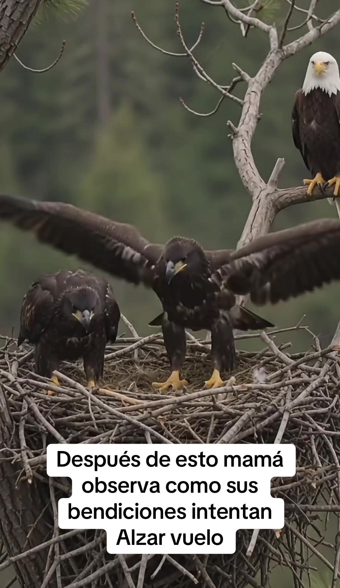 @Rodriguez