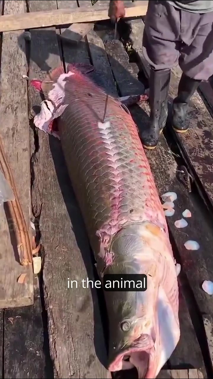 @Foodporn