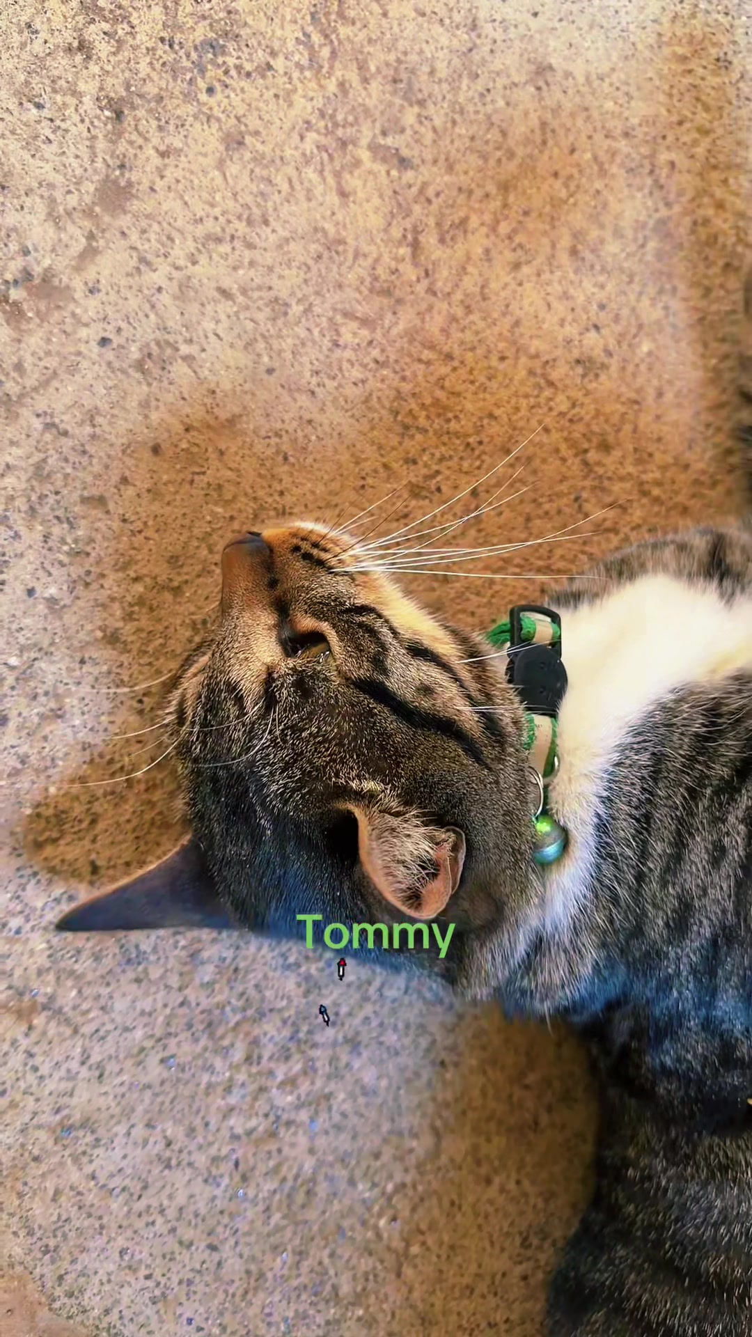 @Amri Gatitos