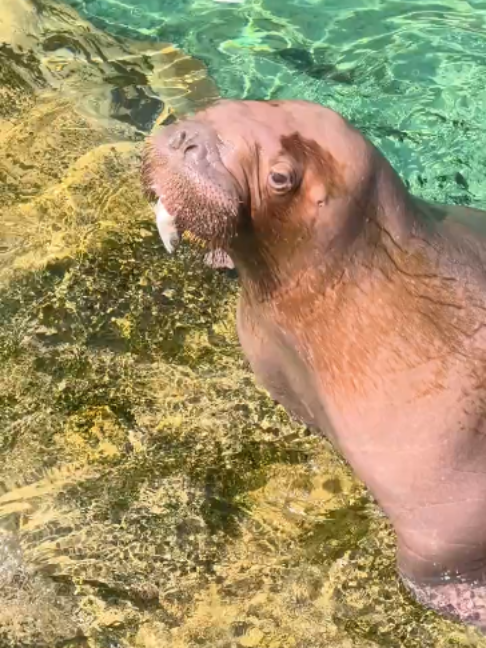 @Seal
