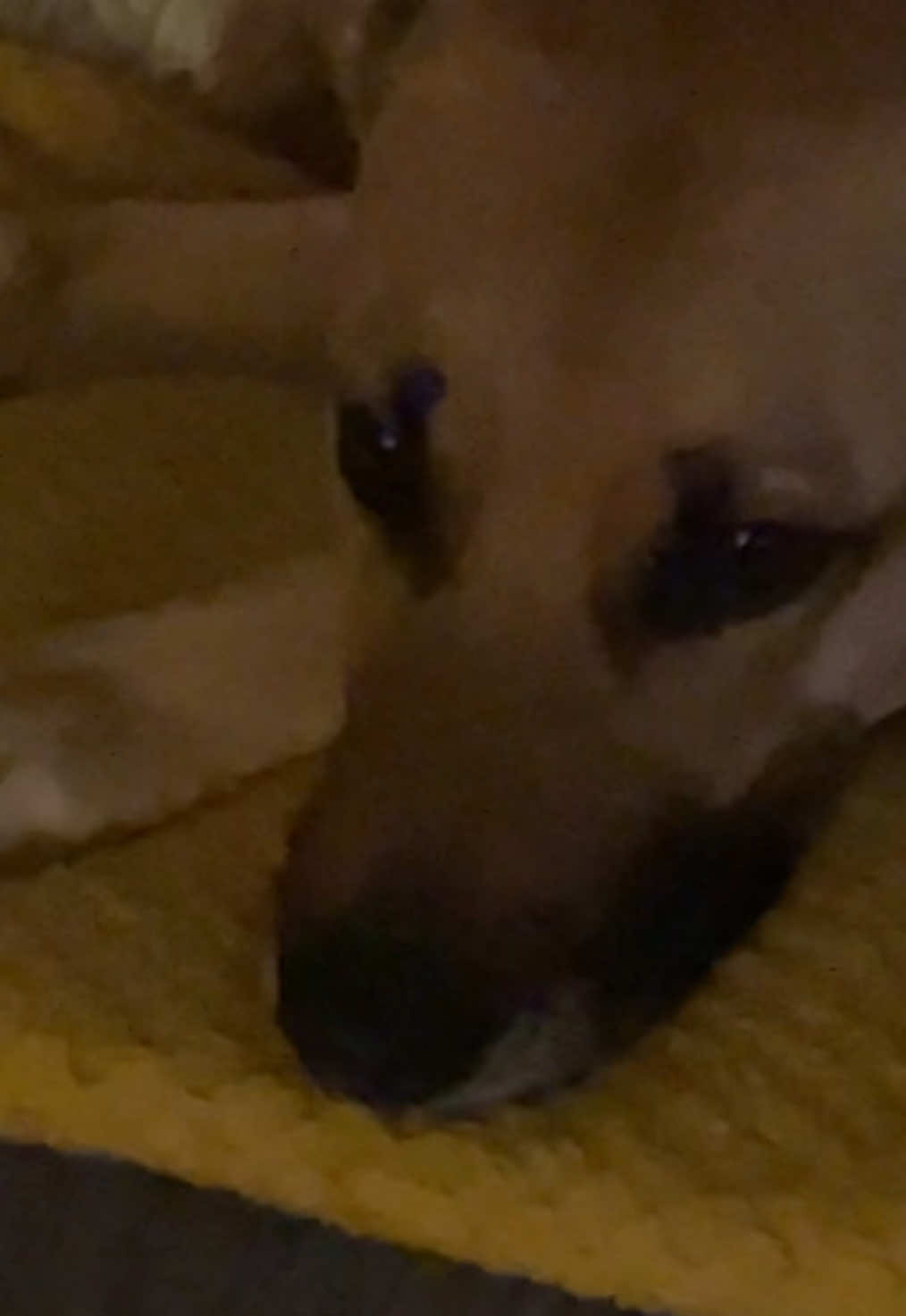@Roxie the Dog🩷🐶🐾