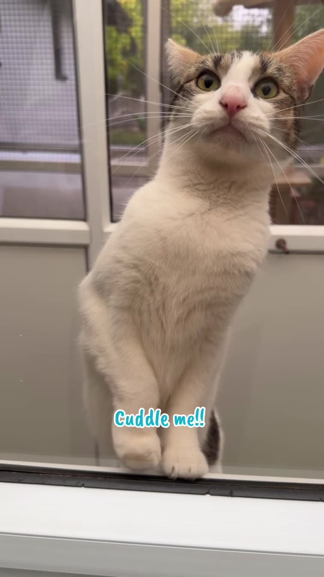 @Herongate Village Cattery