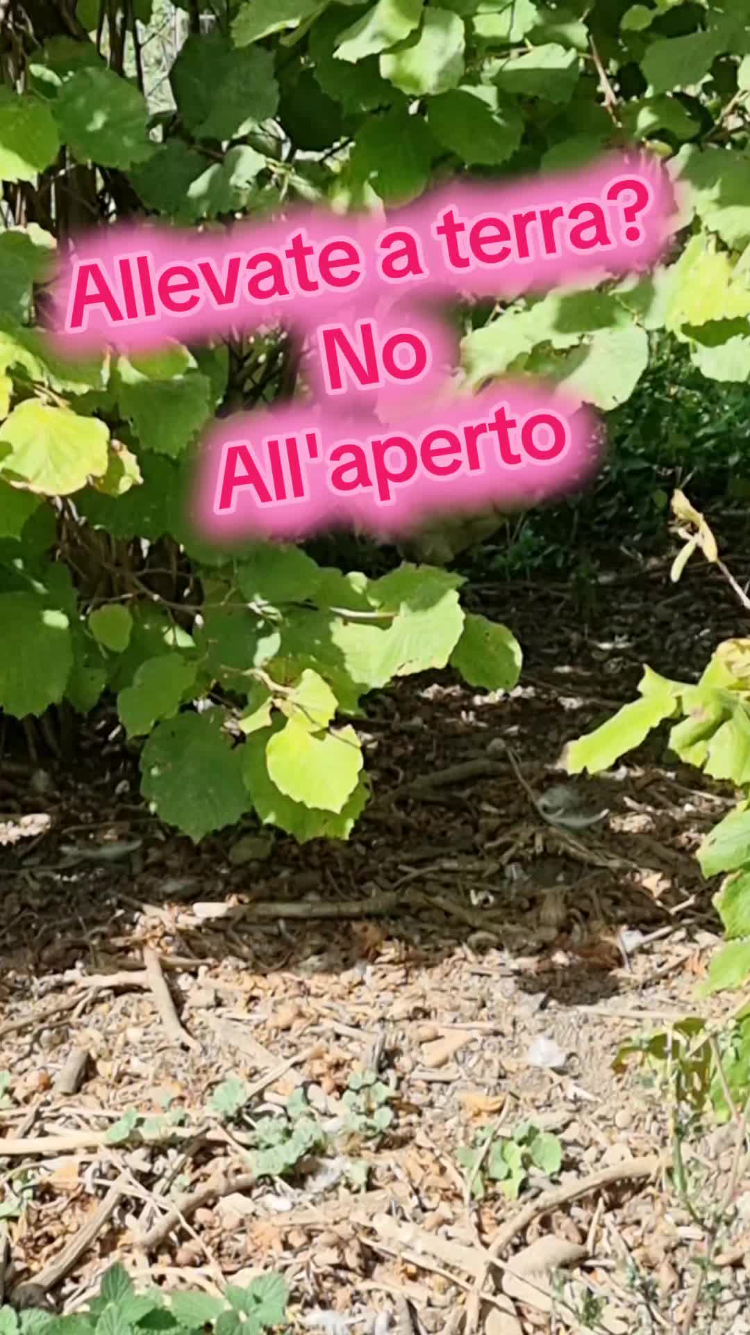 @Il leone e la gallina